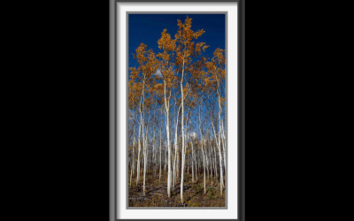 yukon.birch